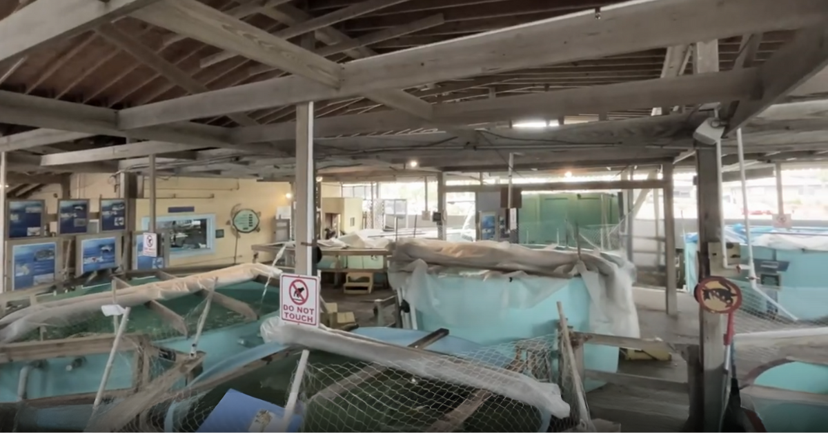 Sea Turtle Inc Former Hospital