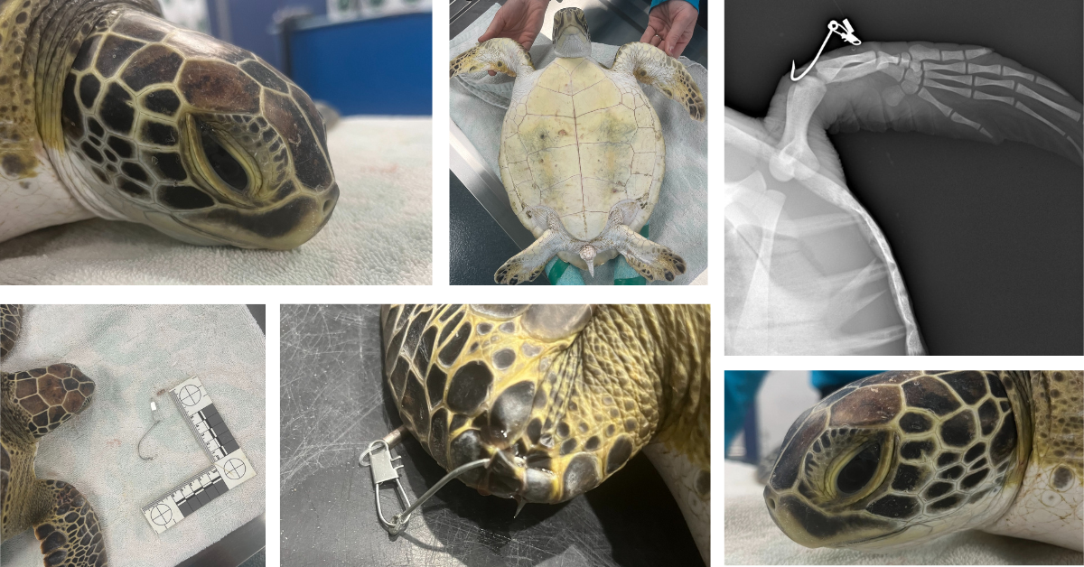 Sea Turtle Patient Hookey