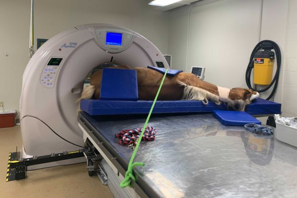 equine ct scan veterinary imaging