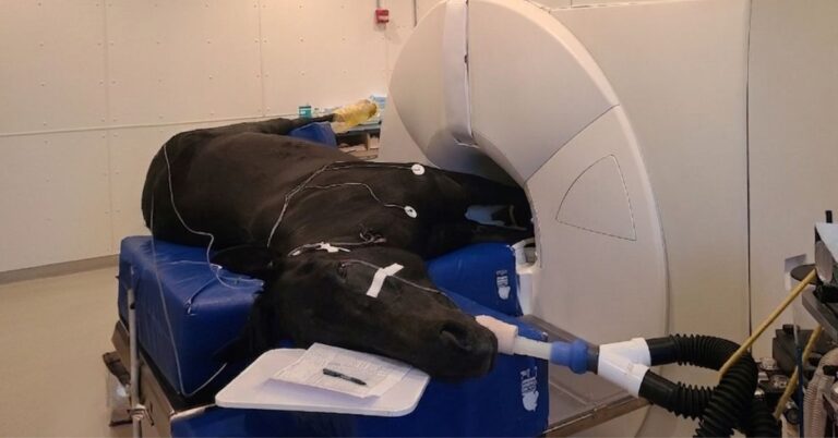 siemens-avanto-mri-equine-imaging-featured-image