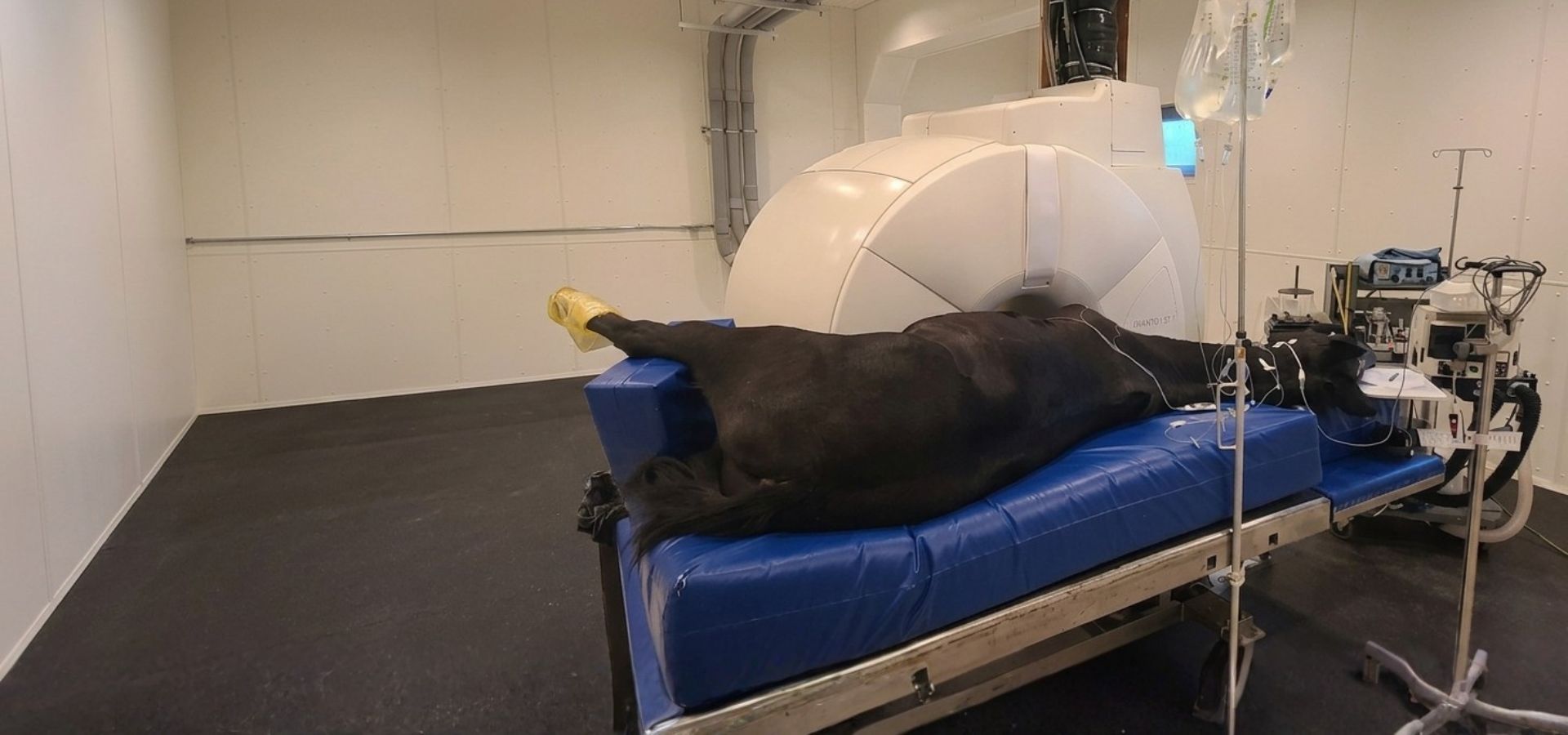 siemens-avanto-mri-equine-imaging